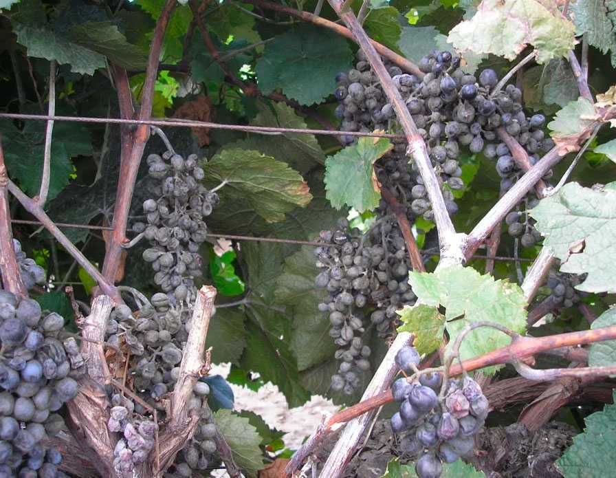Оидиум на винограде: чем лечить, меры комплексной борьбы