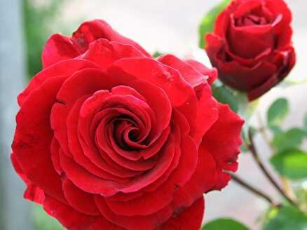 Сорта роз с описаниями, названиями и фото - проект "цветочки" - для цветоводов начинающих и профессионалов