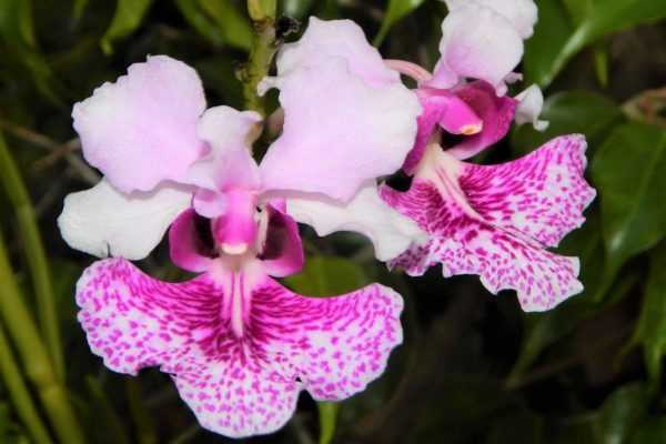 Орхидея ванда (vanda)