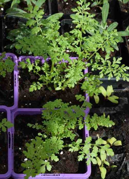 Схизантус садовый: выращивание из семян, уход, и использование в ландшафтном дизайне