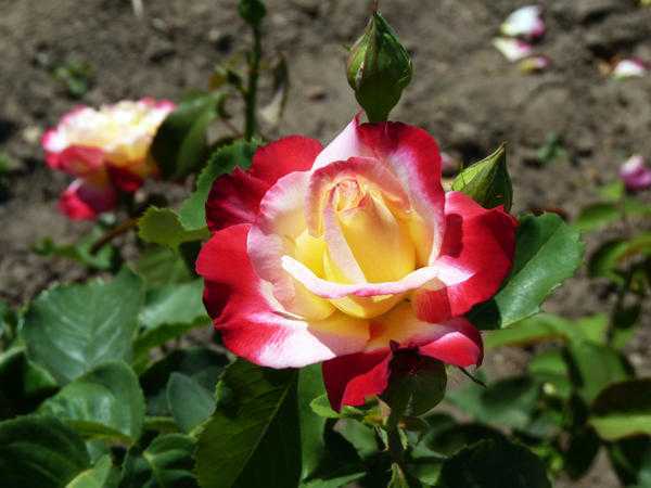Роза флорибунда артур белл: фото, отзывы, описание и особенности посадки, выращивания и ухода за сортом