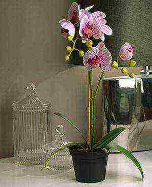 Орхидея аскоценда: уход в домашних условиях, выращивание