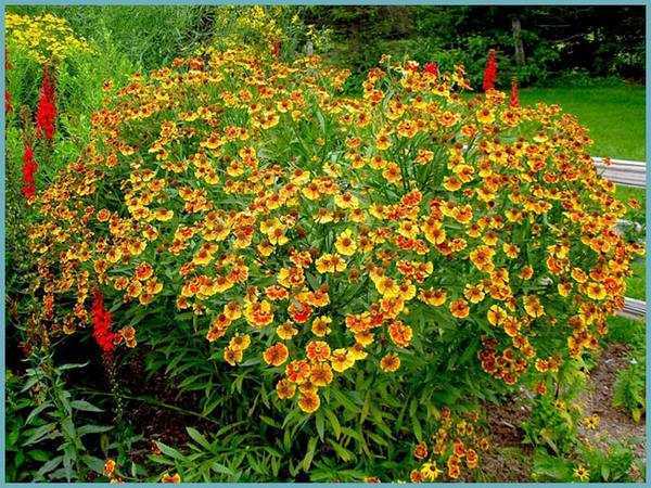 Цветок гелениум: посадка и уход в открытом грунте, виды и сорта с фото