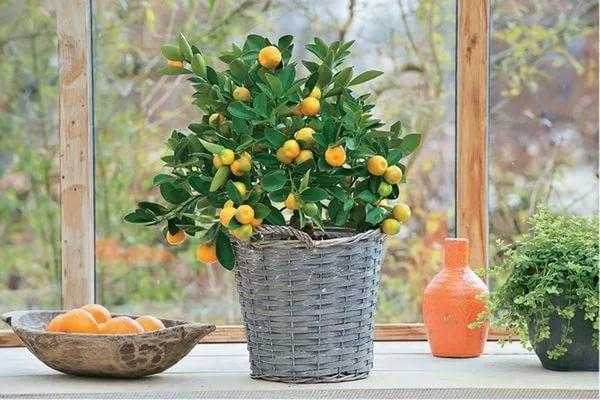 Чем подкормить лимон в домашних условиях — виды, классификация и рецепты подкормки комнатных лимонов (95 фото)