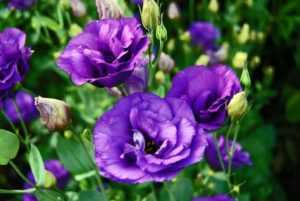 Эустома (64 фото): выращивание цветка лизиантус, похожего на розу, уход в открытом грунте, посадка на урале, в саду и на даче