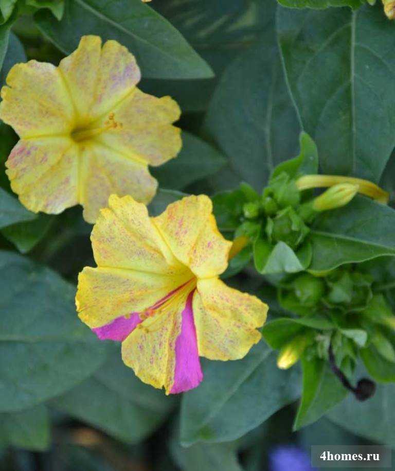 Цветок мирабилис посадка и уход в открытом грунте описание и фото