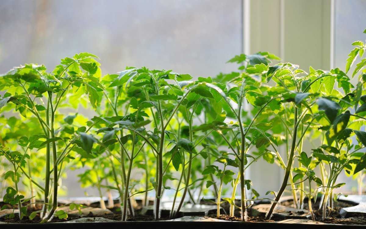 Атлет удобрение для рассады: особенности применения стимулятора роста, отзывы садоводов