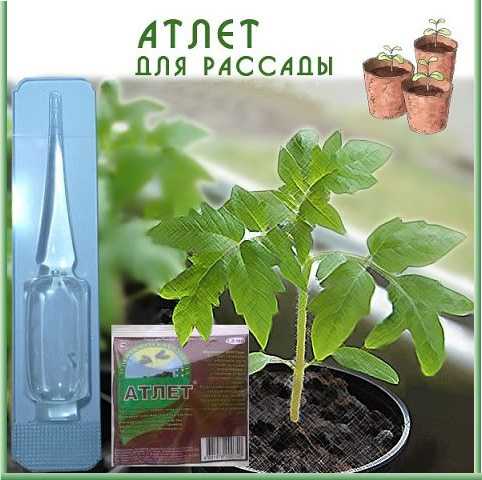Атлет — удобрение для рассады томатов, как использовать, инструкция, отзывы овощеводов, цена