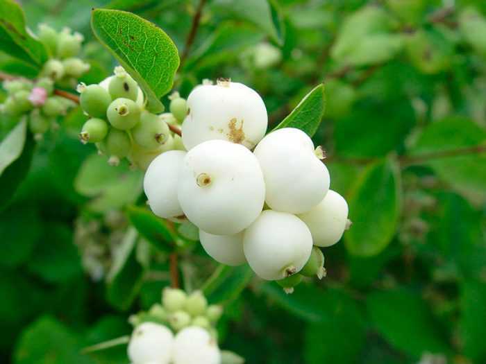 Листопадный кустарник снежноягодник (Symphoricarpos), либо волчья ягода, либо снежная ягода является представителем семейства жимолостные