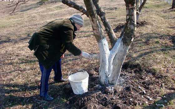 Стоит ли белить деревья на зиму, как гасить известь и какую побелку выбрать?