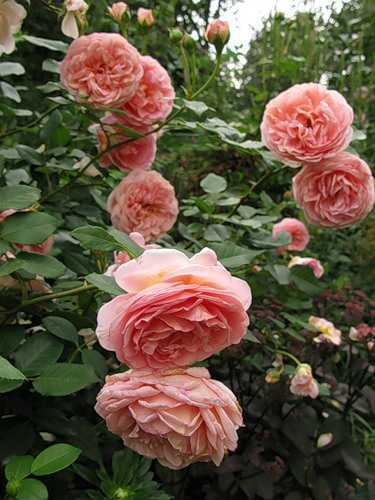 Роза английская абрахам дарби (abraham darby) - описание , фото, агротехника, преимущества и недостатки | о розе