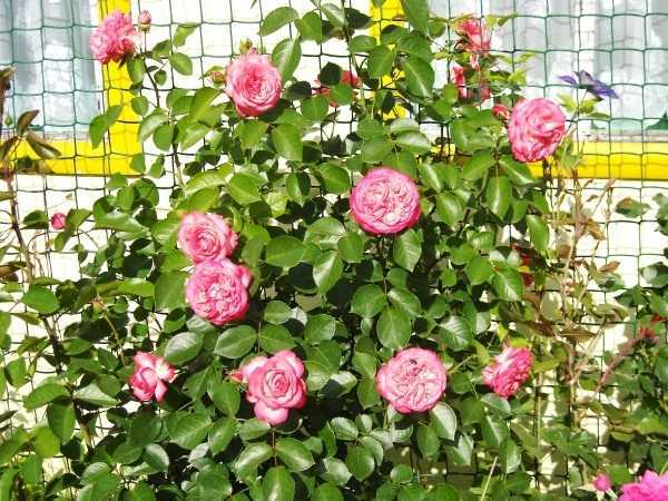Миниатюрные розы: успехи выращивания, лучшие сорта - огород, сад, балкон - медиаплатформа миртесен
