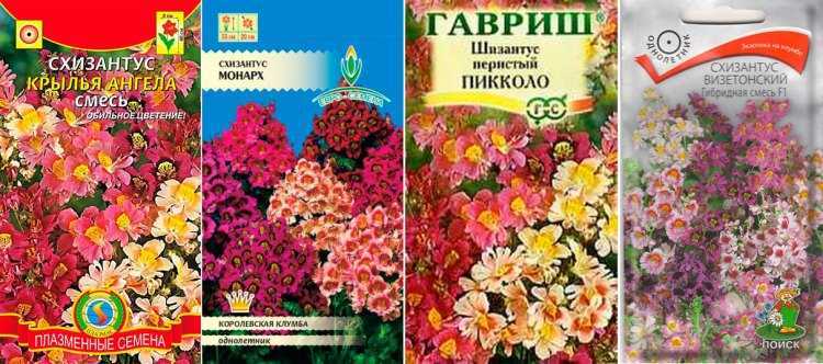 Комнатный схизантус. уход, посадка, выращивание из семян. фото — ботаничка.ru