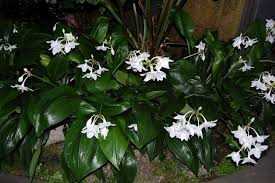 Эухарис (амазонская лилия): уход за цветком в домашних условиях
