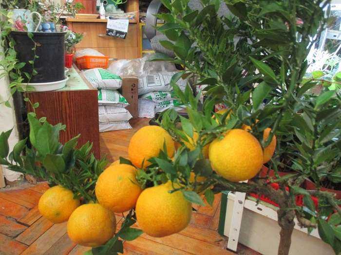 Как привить лимон в домашних условиях и в какое время года: как ухаживать, чтобы он плодоносил