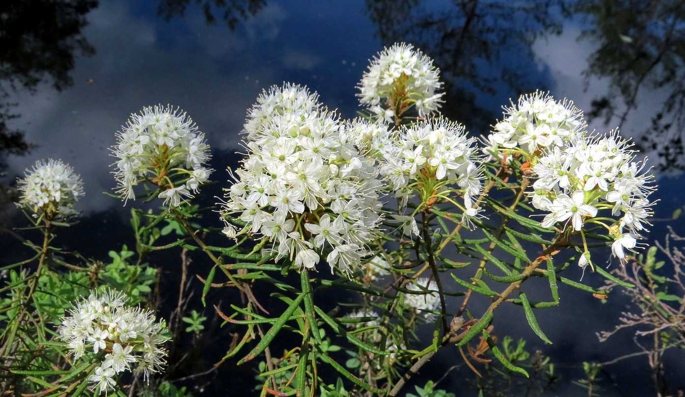 Болотистый кустарник. Багульник болотный. Багульник (Ledum palustre). Багульник болотный Ledum palustre l.. Цветы багульника болотного.