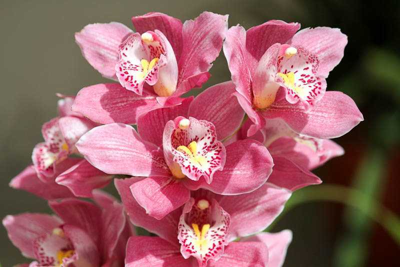Разновидности орхидеи цимбидиум и уход за цветком: варианты пересадки и цветения