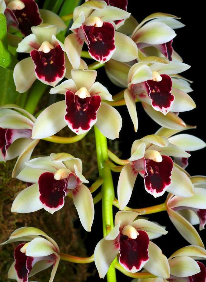 Принято считать, что орхидеи, в том числе и цимбидиумы, трудны для выращивания в домашних условиях Но достижения селекционеров сделали эти растения не только
