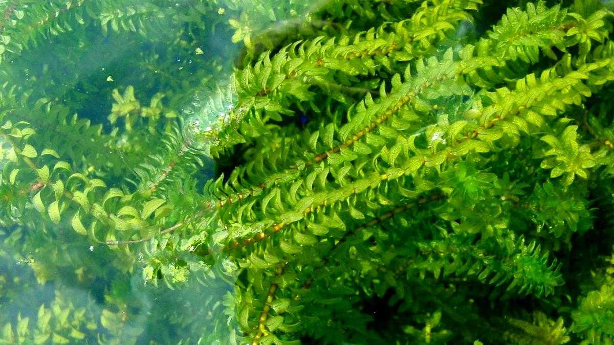Аквариумное растение элодея: фото, виды, способы размножения и условия содержания