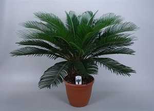 Цикас домашний - уход, фото, пересадка пальмы, размножение растения