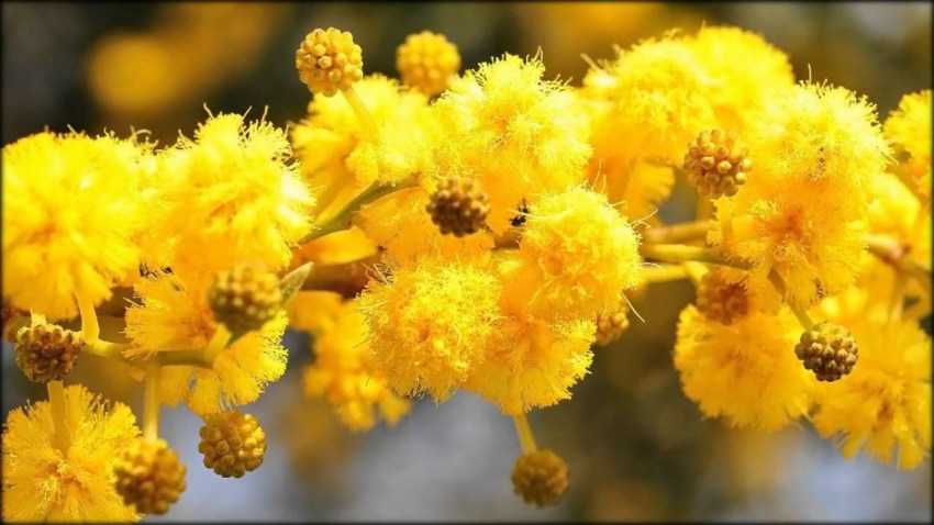 Мимоза стыдливая (47 фото): уход за цветком в домашних условиях, выращивание из семян. как размножается комнатная mimosa pudica?