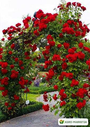 Необычность розы Ред Эден Розе заключается в сочетании длинных побегов плетистого вида и крупных пионовидных цветов, обильно образующихся на них в течение всего