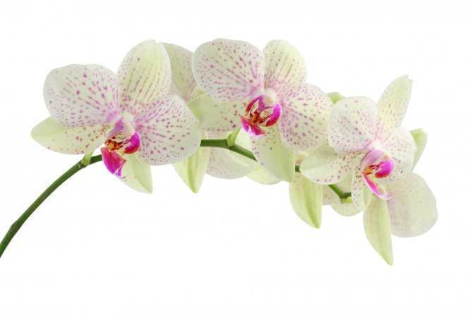 Чтобы орхидея цвела, необходимо 9 важных условий