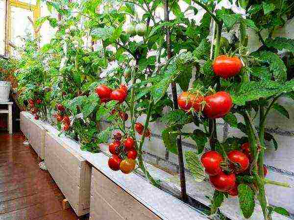 Вырастить помидоры черри на балконе – нет ничего проще