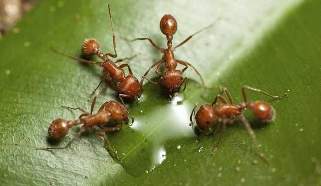 Топ-15 лучших средств от садовых муравьев: как избавиться раз и навсегда