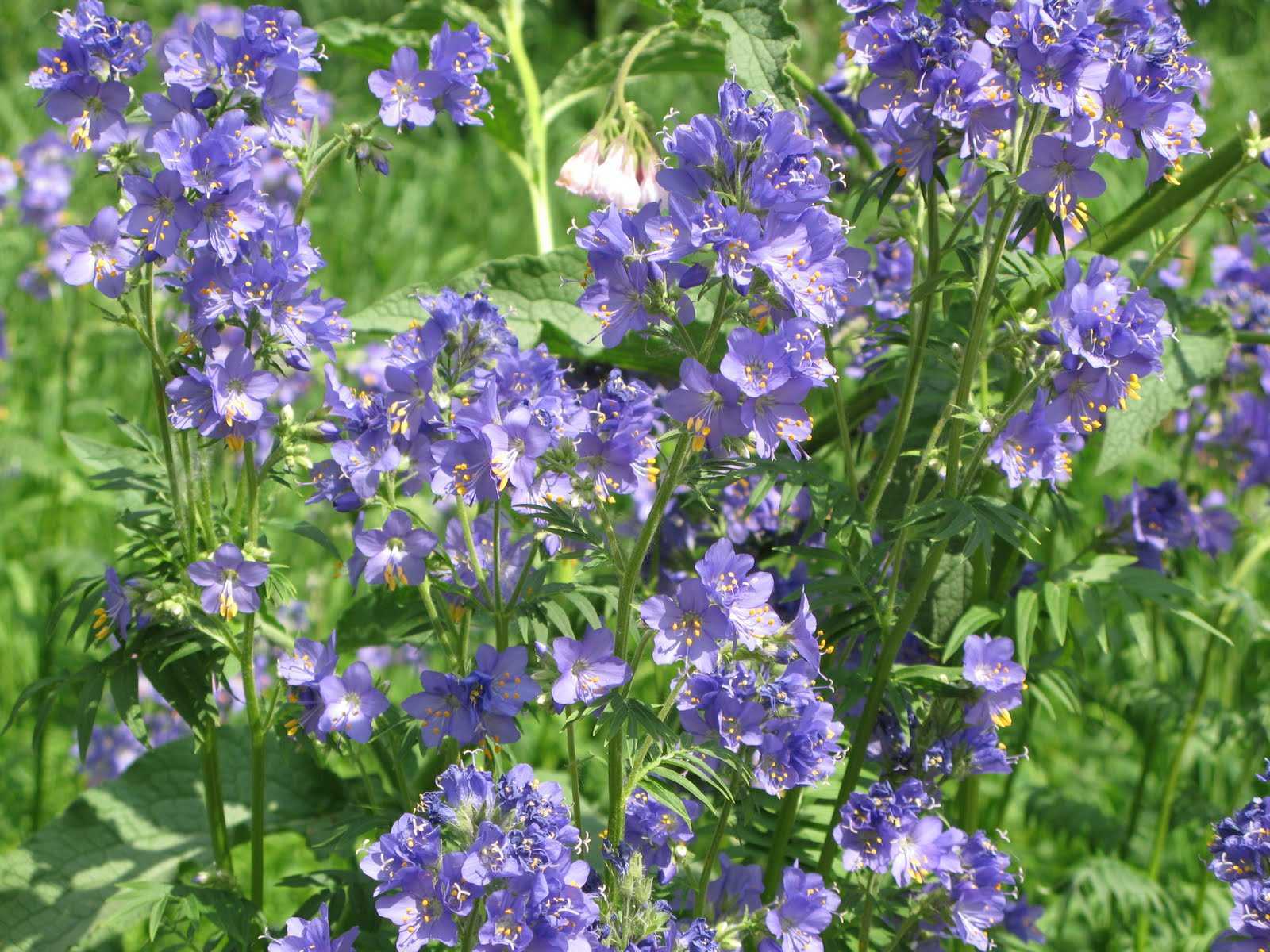 Растение синюха / полемониум: фото, сорта, выращивание, посадка и уход