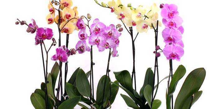 Фаленопсис – трепетная орхидея-мотылек