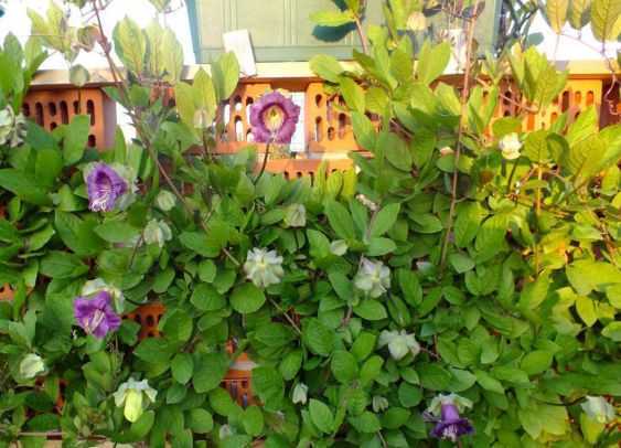ᐉ цветок кобея: выращивание из семян, фото, посадка и уход в открытом грунте - roza-zanoza.ru