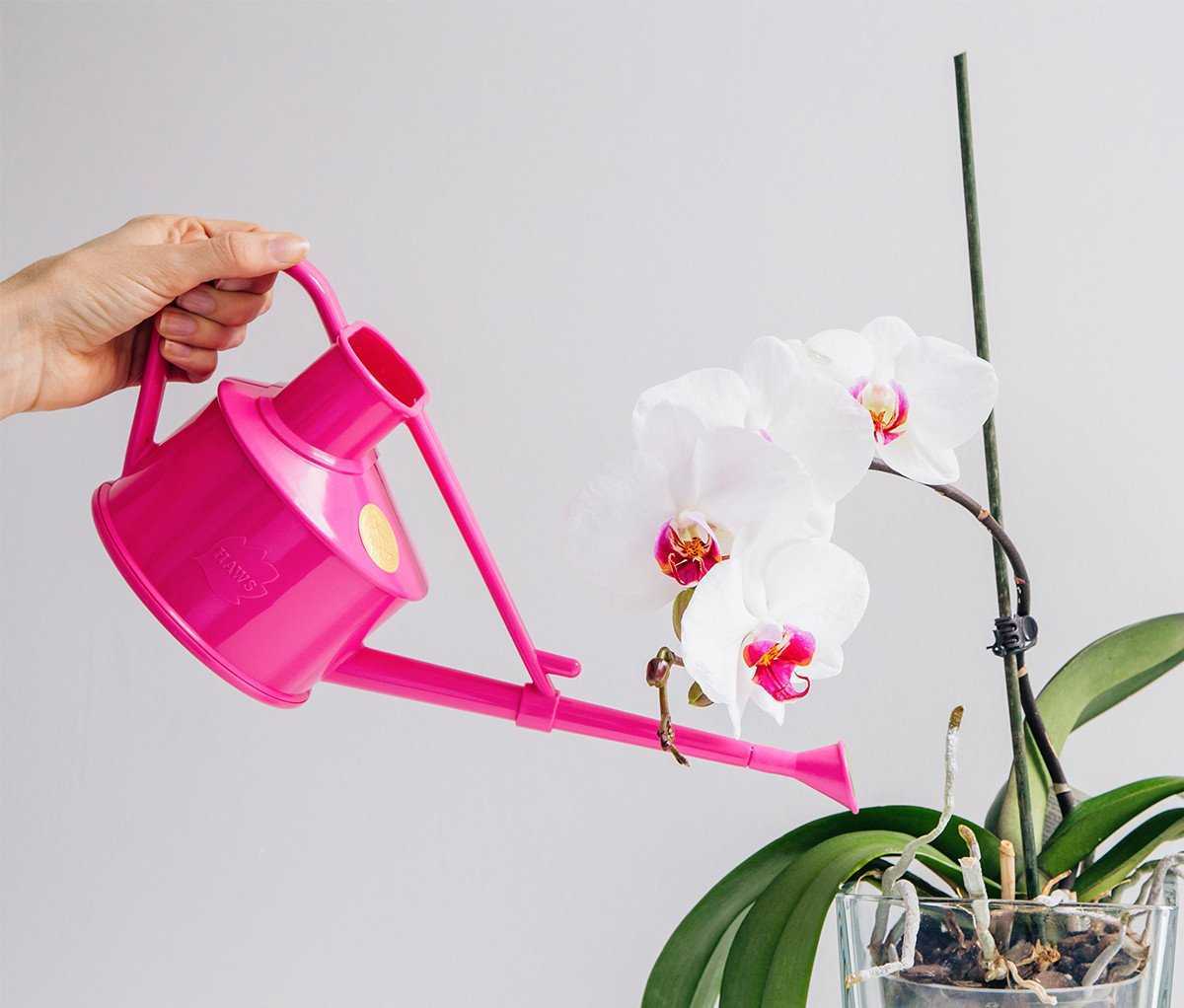 Пересадка орхидеи в домашних условиях: инструкции, видео, уход