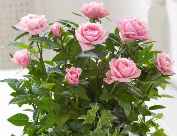 Уход за комнатной розой – пересадка и болезни; комнатная роза зимой; комнатные розы после покупки