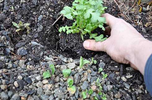 Схизантус: посадка и уход в открытом грунте, выращивание из семян