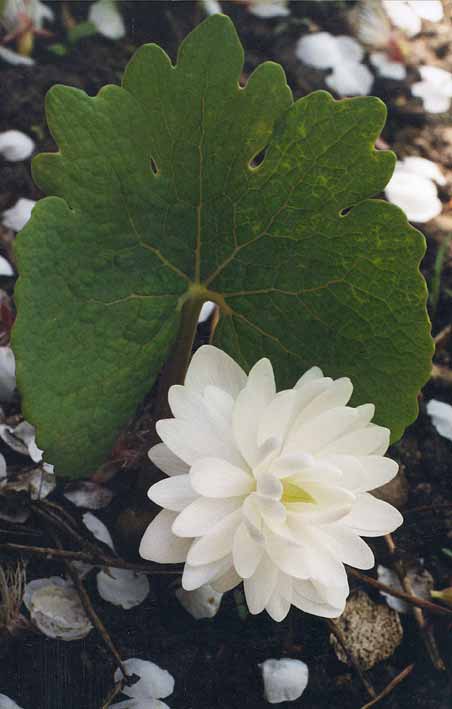 Энотера многолетняя: посадка и уход, фото, выращивание в открытом грунте