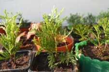 Выращивание туи из семян в домашних условиях: как посадить и вырастить