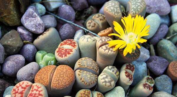 Примеры по уходу и выращиванию цветка литопс: размножение и посадка
