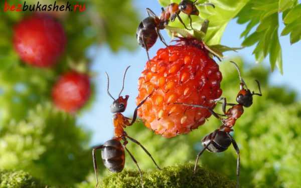 Как защитить плодовые культуры от муравьев