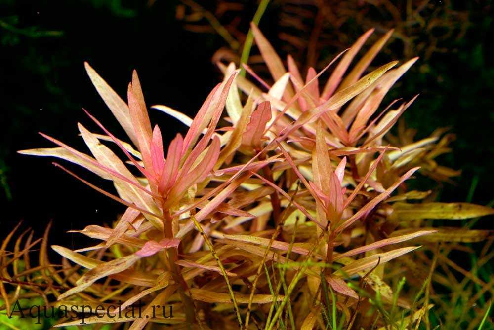 Быстрорастущие растения для аквариума: описание и правила ухода