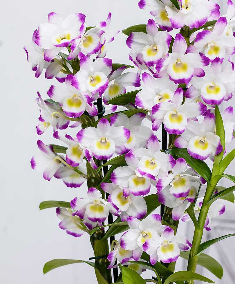 Орхидея дендробиум: уход в домашних условиях, размножение и пересадка