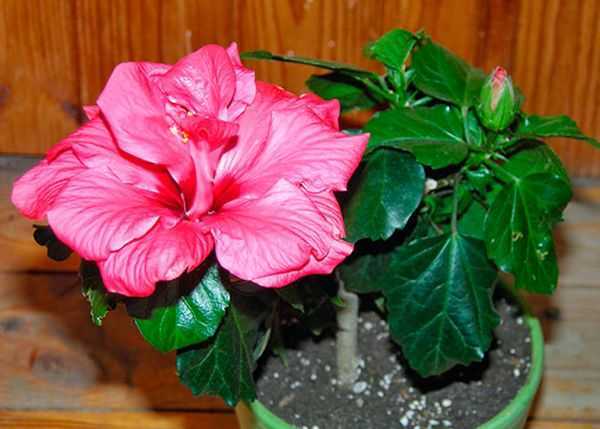 Гибискус или китайская роза – тропический декоративный кустарник, хорошо прижившийся у нас в квартире и саду Чтобы радоваться его многоцветию, нужно знать