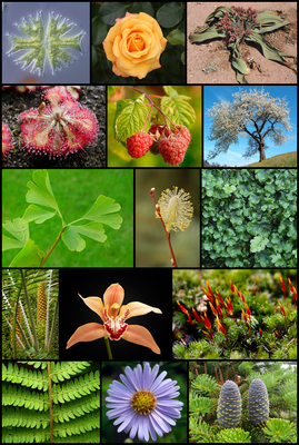 Растение тысячелистник, фото и описание, размножение и уход