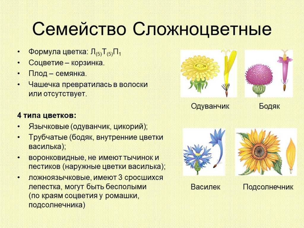 Цветы, похожие на пионы (29 фото): как они называются? описание ранункулюса и других цветов