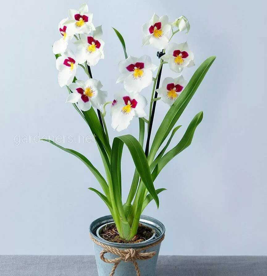 Орхидея мильтония: уход в домашних условиях, размножение, пересадка, почему желтеет