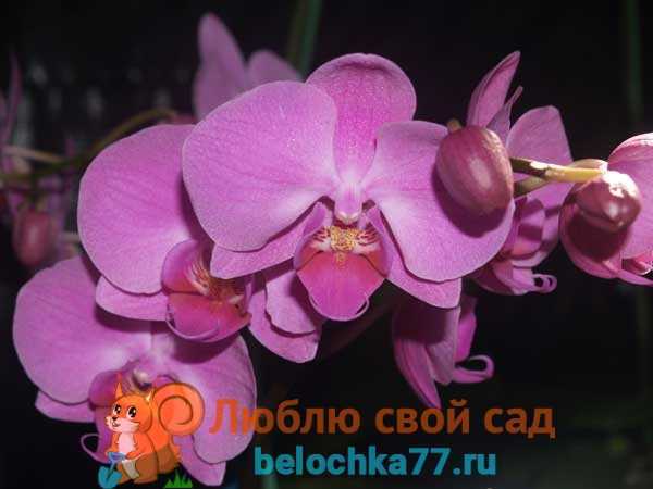 Орхидея зигопеталум: уход в домашних условиях, виды, пересадка при покупке