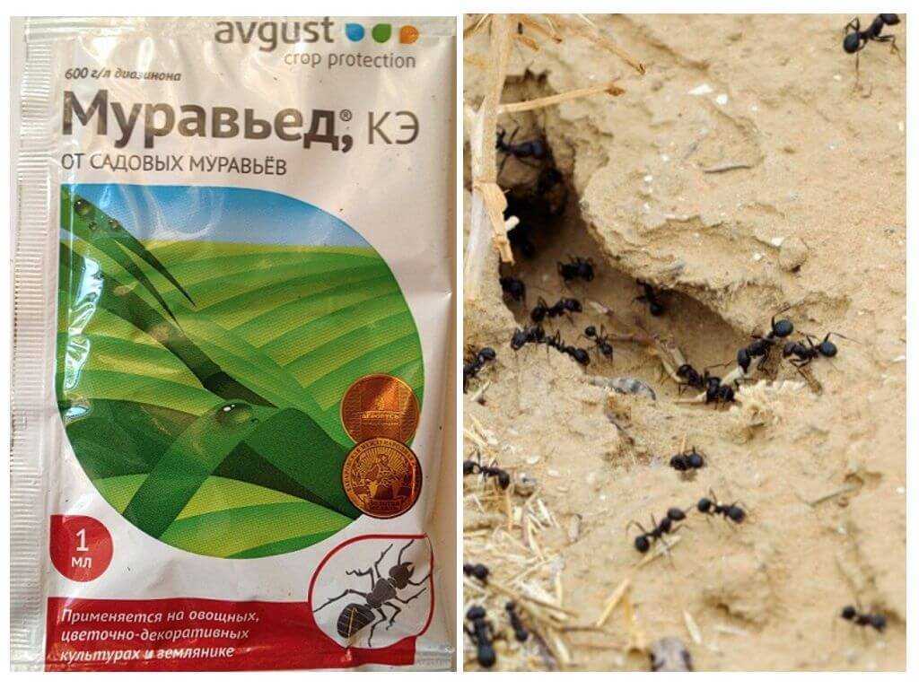 Средство от муравьев «муравьед» - как действует отрава
