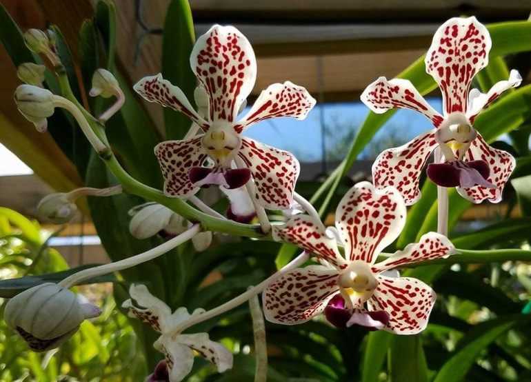 Орхидея ванда: уход, выращивание орхидеи vanda