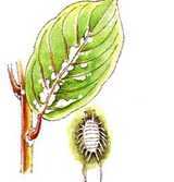 Индийский лук (птицемлечник) - лечебные свойства, уход за растением