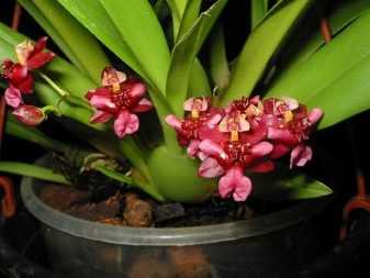 Орхидея онцидиум для ухода в домашних условиях – очень популярное растение Его неприхотливость дает возможность выращивать его даже тем любителям комнатных